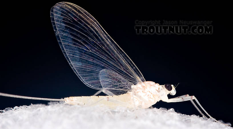 Female Maccaffertium terminatum Mayfly Spinner from the West Branch of the Delaware River in New York