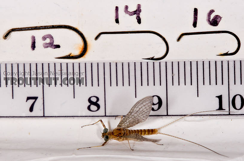 Male Maccaffertium ithaca (Light Cahill) Mayfly Dun from the West Branch of the Delaware River in New York