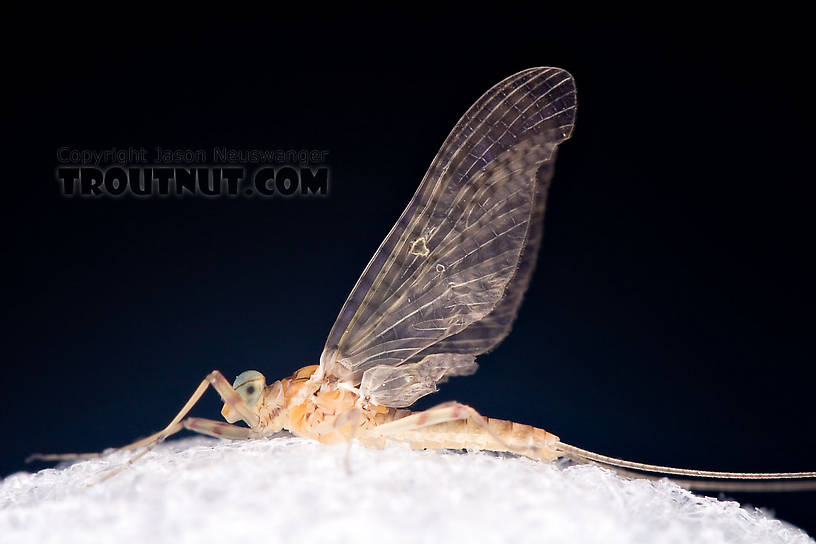 Male Maccaffertium ithaca (Light Cahill) Mayfly Dun from the West Branch of the Delaware River in New York