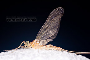 Male Maccaffertium ithaca (Light Cahill) Mayfly Dun