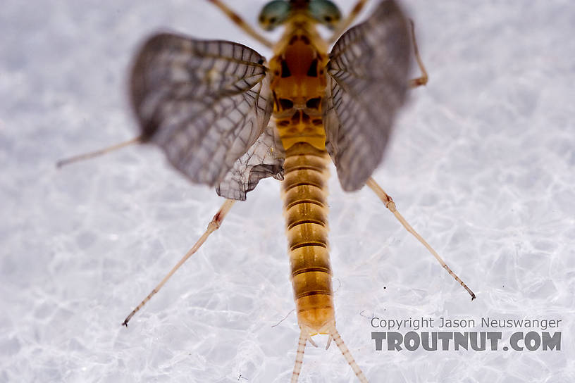 Male Maccaffertium ithaca (Light Cahill) Mayfly Dun from the West Branch of the Delaware River in New York