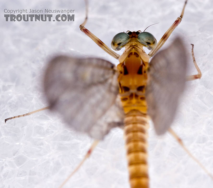 Male Maccaffertium ithaca (Light Cahill) Mayfly Dun from the West Branch of the Delaware River in New York