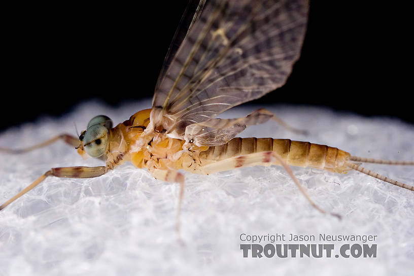 Male Maccaffertium ithaca (Light Cahill) Mayfly Dun from the West Branch of the Delaware River in New York