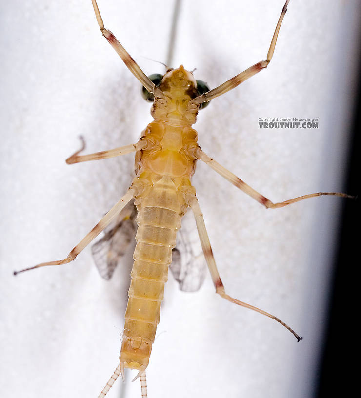 Male Maccaffertium ithaca (Light Cahill) Mayfly Dun from the West Branch of the Delaware River in New York