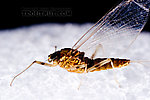 Female Rhithrogena  Mayfly Spinner