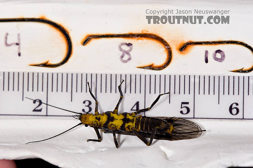 Female Helopicus subvarians (Springfly) Stonefly Adult from the West Branch of the Delaware River in New York