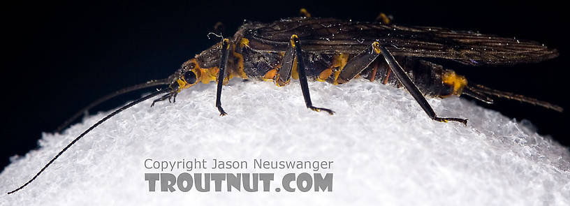 Female Helopicus subvarians (Springfly) Stonefly Adult from the West Branch of the Delaware River in New York