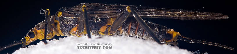 Female Helopicus subvarians (Springfly) Stonefly Adult from the West Branch of the Delaware River in New York