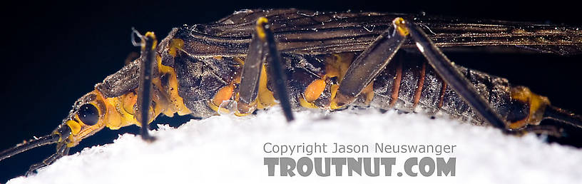 Female Helopicus subvarians (Springfly) Stonefly Adult from the West Branch of the Delaware River in New York