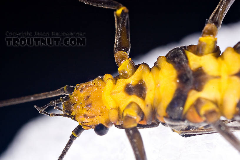 Female Helopicus subvarians (Springfly) Stonefly Adult from the West Branch of the Delaware River in New York