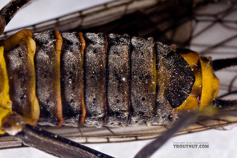 Female Helopicus subvarians (Springfly) Stonefly Adult from the West Branch of the Delaware River in New York