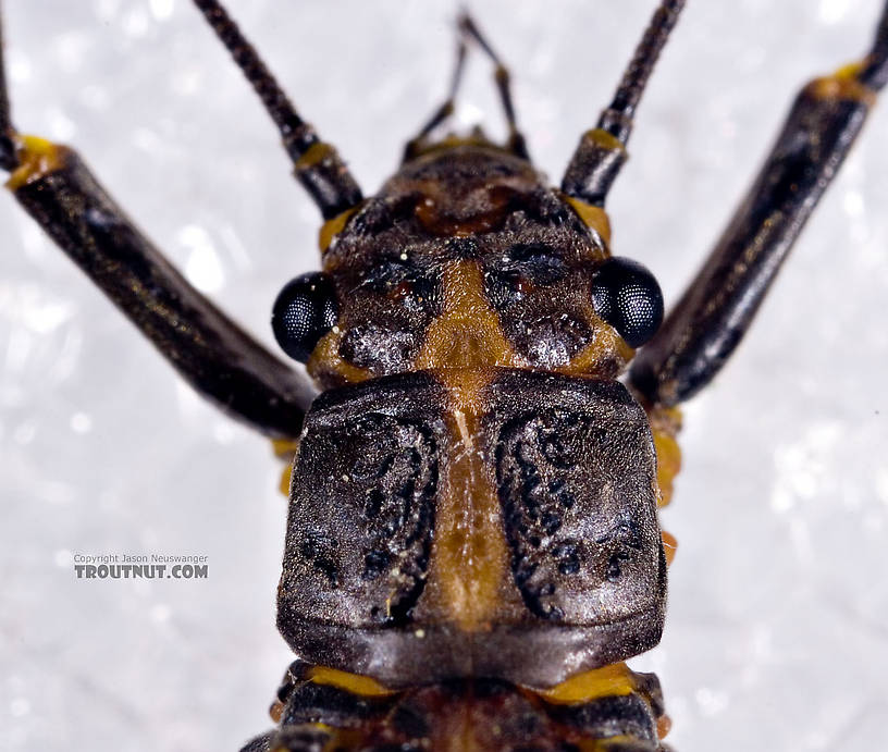 Female Helopicus subvarians (Springfly) Stonefly Adult from the West Branch of the Delaware River in New York