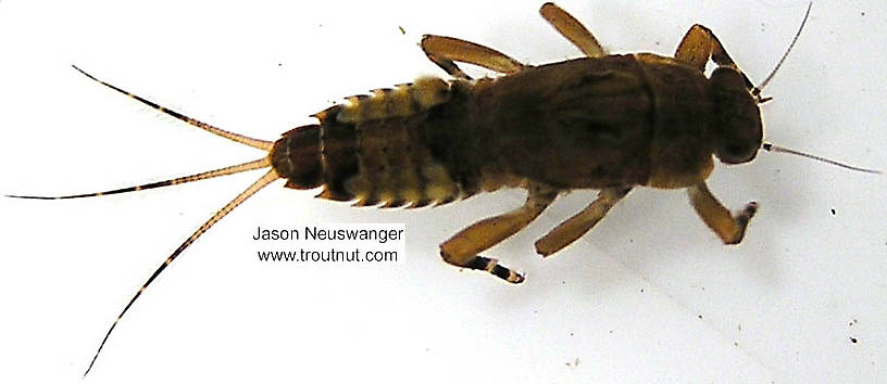 Ephemerella subvaria (Hendrickson) Mayfly Nymph from unknown in Wisconsin