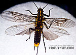 Female Helopicus subvarians (Springfly) Stonefly Adult