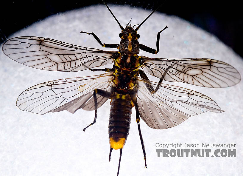 Female Helopicus subvarians (Springfly) Stonefly Adult from the West Branch of the Delaware River in New York