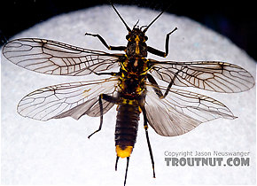 Female Helopicus subvarians (Springfly) Stonefly Adult