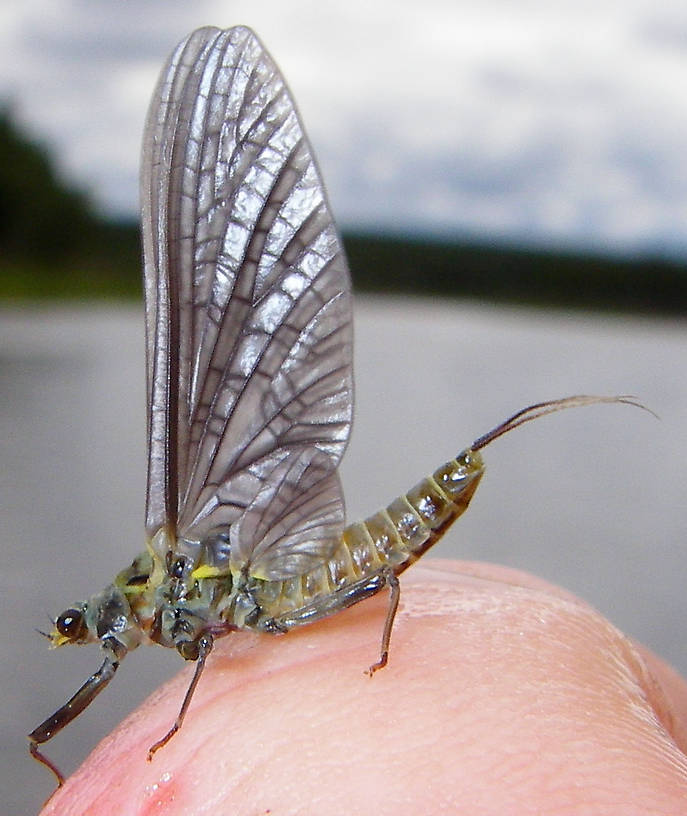 Female Drunella doddsii (Western Green Drake) Mayfly Dun from the Gulkana River in Alaska