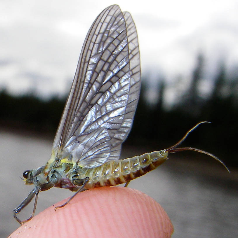 Female Drunella doddsii (Western Green Drake) Mayfly Dun from the Gulkana River in Alaska