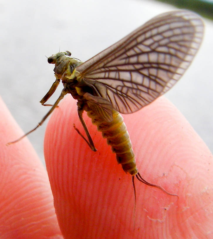 Female Drunella doddsii (Western Green Drake) Mayfly Dun from the Gulkana River in Alaska