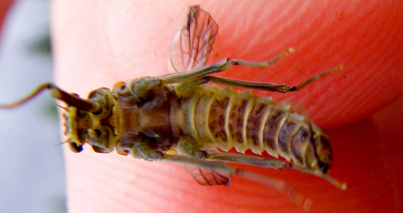 Female Drunella doddsii (Western Green Drake) Mayfly Dun from the Gulkana River in Alaska