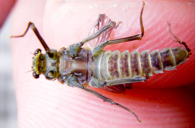 Female Drunella doddsii (Western Green Drake) Mayfly Dun from the Gulkana River in Alaska