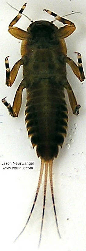 Ephemerella subvaria (Hendrickson) Mayfly Nymph from unknown in Wisconsin