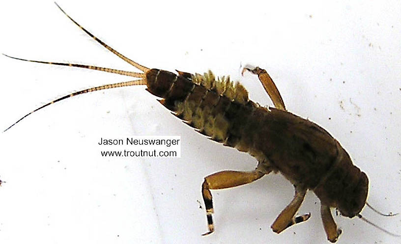 Ephemerella subvaria (Hendrickson) Mayfly Nymph from unknown in Wisconsin