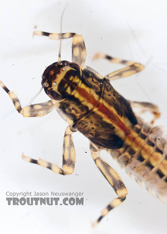 Ephemerella aurivillii Mayfly Nymph from the Chena River in Alaska