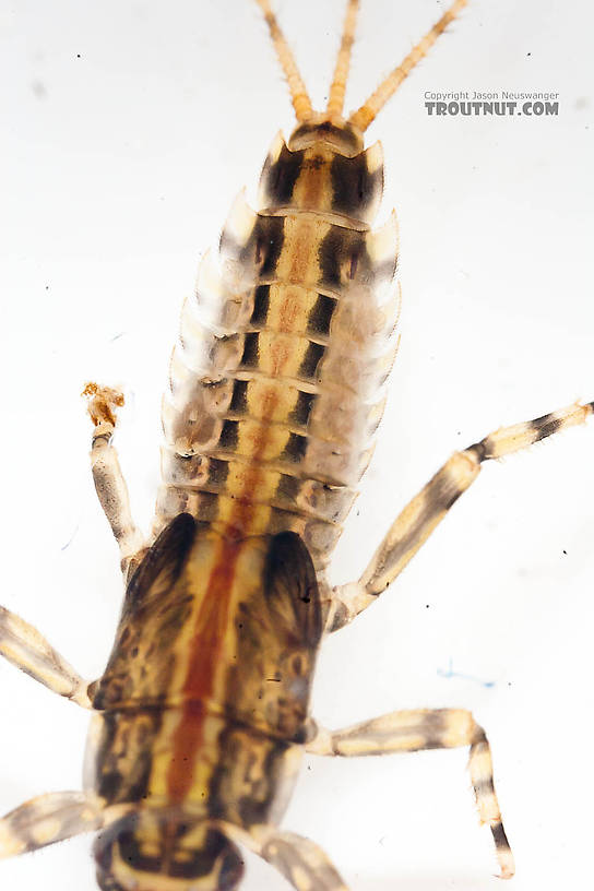 Ephemerella aurivillii Mayfly Nymph from the Chena River in Alaska