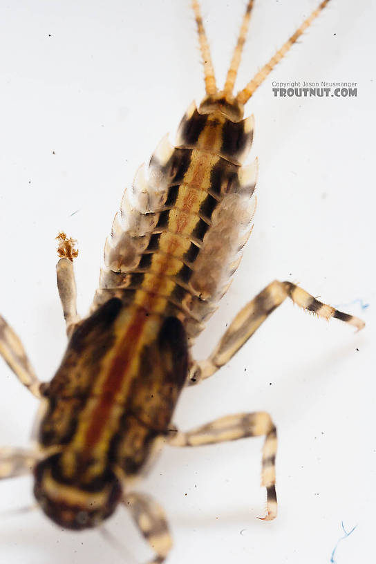 Ephemerella aurivillii Mayfly Nymph from the Chena River in Alaska