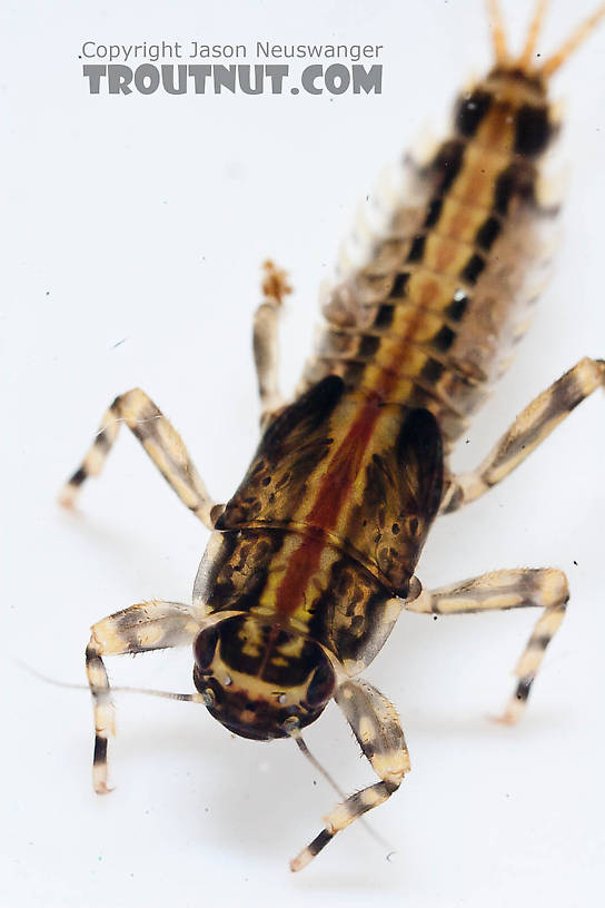 Ephemerella aurivillii Mayfly Nymph from the Chena River in Alaska