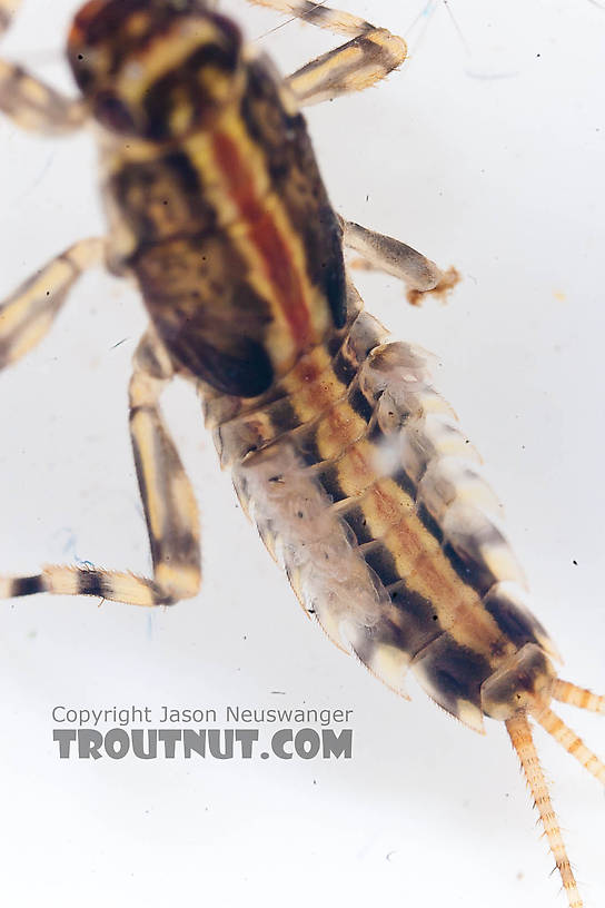 Ephemerella aurivillii Mayfly Nymph from the Chena River in Alaska