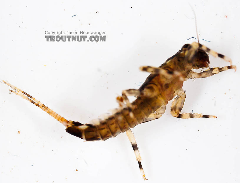 Ephemerella aurivillii Mayfly Nymph from the Chena River in Alaska