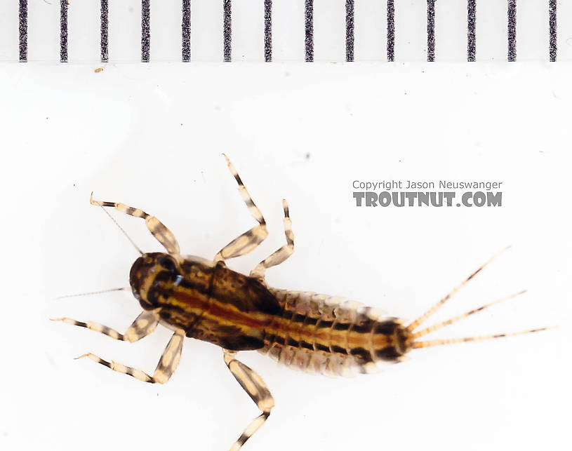 Ephemerella aurivillii Mayfly Nymph from the Chena River in Alaska