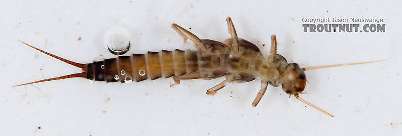 Chloroperlidae (Sallflies) Stonefly Nymph from the Chena River in Alaska