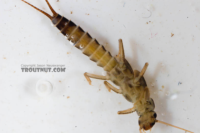 Chloroperlidae (Sallflies) Stonefly Nymph from the Chena River in Alaska