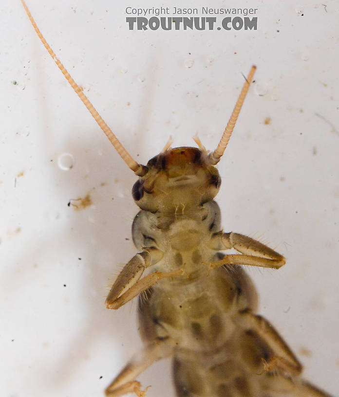 Chloroperlidae (Sallflies) Stonefly Nymph from the Chena River in Alaska