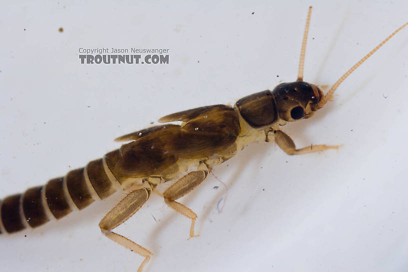 Chloroperlidae (Sallflies) Stonefly Nymph from the Chena River in Alaska