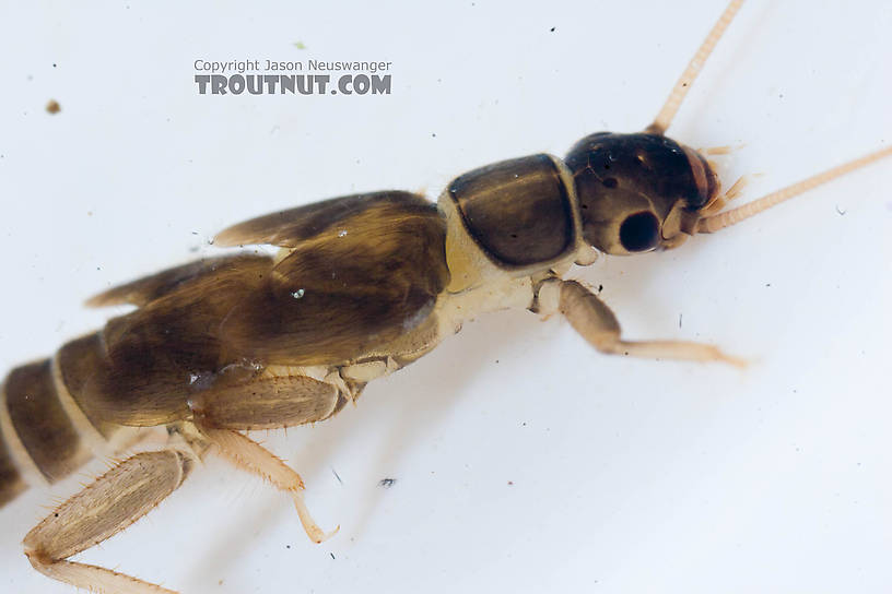 Chloroperlidae (Sallflies) Stonefly Nymph from the Chena River in Alaska