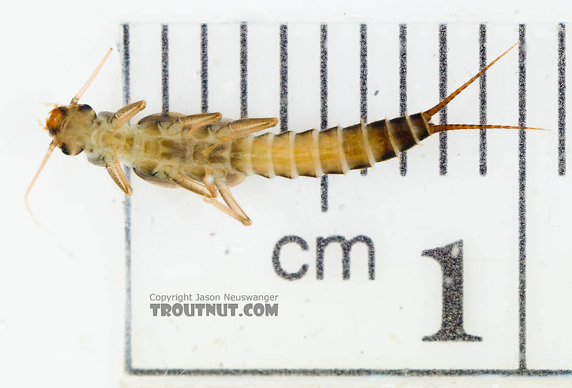 Chloroperlidae (Sallflies) Stonefly Nymph from the Chena River in Alaska