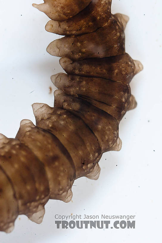 Tipulidae (Crane Flies) Crane Fly Larva from the Chena River in Alaska