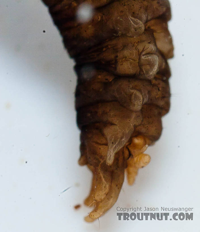 Tipulidae (Crane Flies) Crane Fly Larva from the Chena River in Alaska