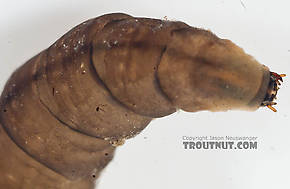 Tipulidae (Crane Flies) True Fly Larva