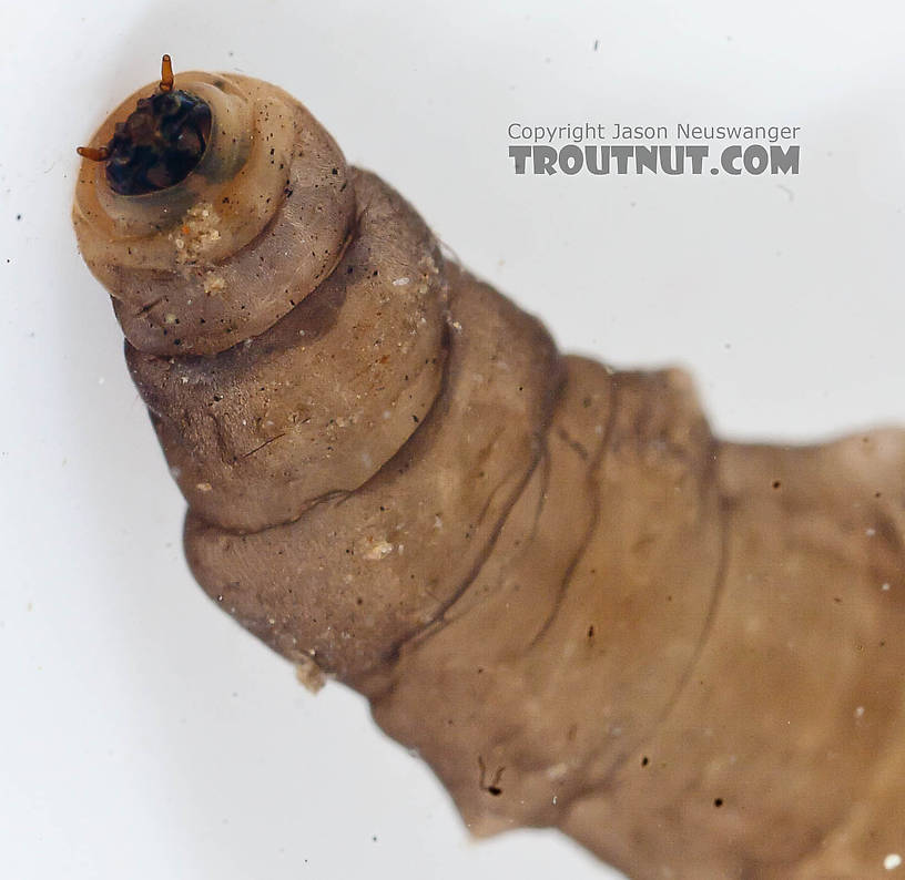 Tipulidae (Crane Flies) Crane Fly Larva from the Chena River in Alaska