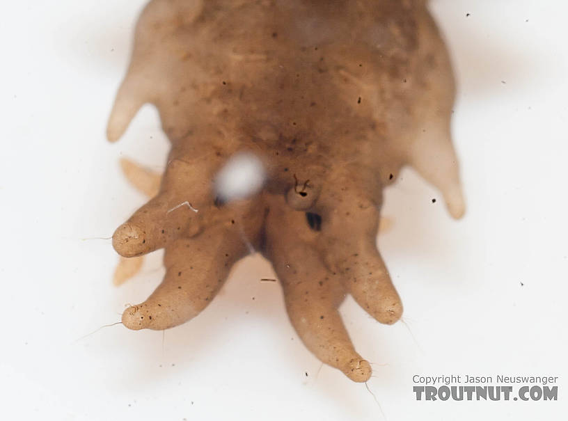 Tipulidae (Crane Flies) Crane Fly Larva from the Chena River in Alaska