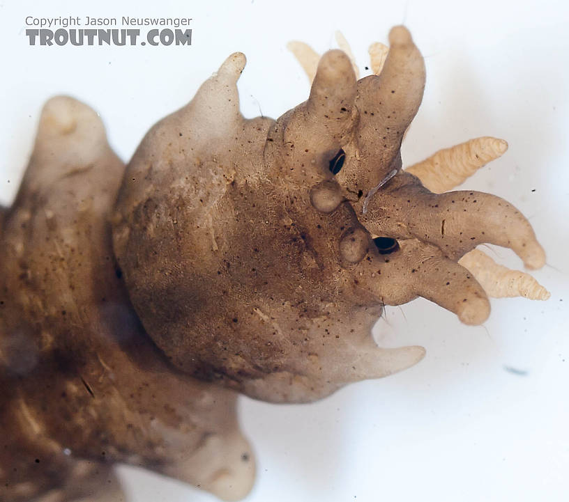 Tipulidae (Crane Flies) Crane Fly Larva from the Chena River in Alaska