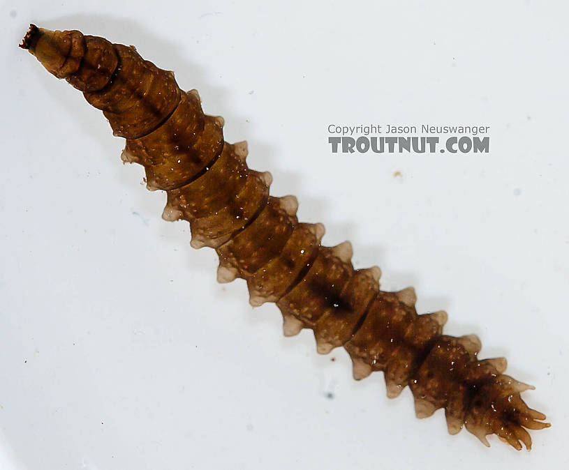 Tipulidae (Crane Flies) Crane Fly Larva from the Chena River in Alaska