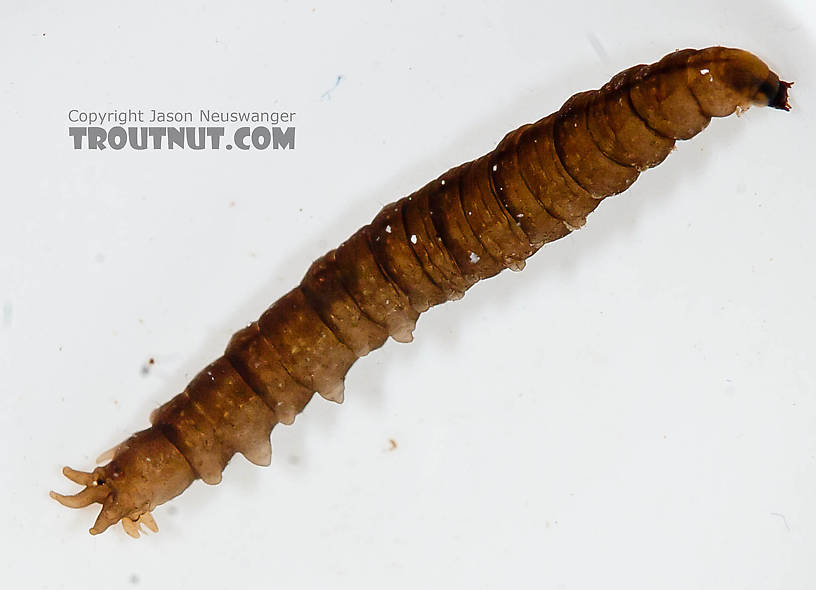 Tipulidae (Crane Flies) Crane Fly Larva from the Chena River in Alaska