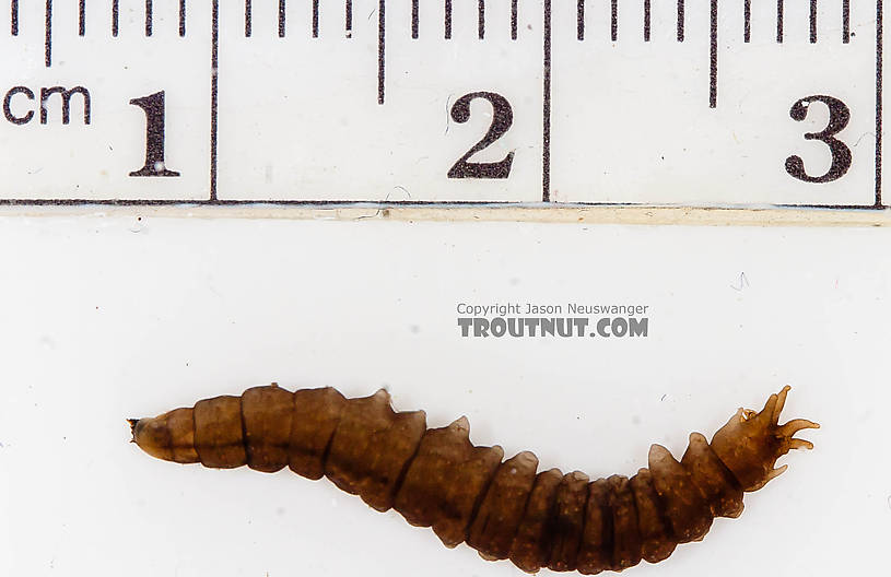 Tipulidae (Crane Flies) Crane Fly Larva from the Chena River in Alaska