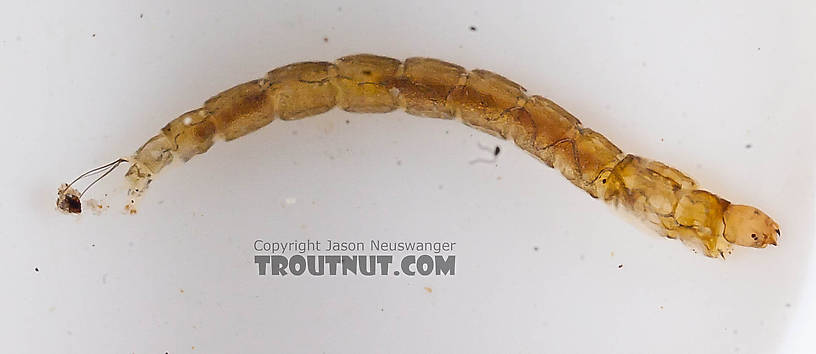 Chironomidae (Midges) Midge Larva from the Chena River in Alaska